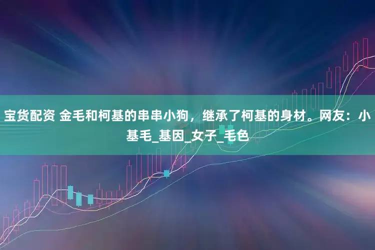 宝货配资 金毛和柯基的串串小狗，继承了柯基的身材。网友：小基毛_基因_女子_毛色
