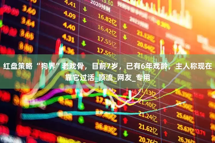 红盘策略 “狗界”老戏骨，目前7岁，已有6年戏龄，主人称现在靠它过活_顶流_网友_专用