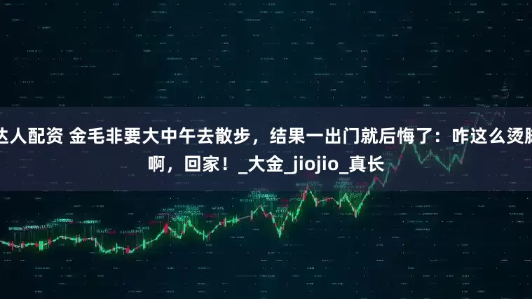 达人配资 金毛非要大中午去散步，结果一出门就后悔了：咋这么烫脚啊，回家！_大金_jiojio_真长